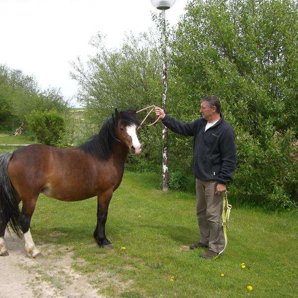 Poney-club-de-rabat